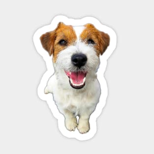 Jack Russell Terrier Cute Face Puppy Dog Sticker